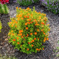 Potentilla &#39;Bella Sol&#39; 2 gal