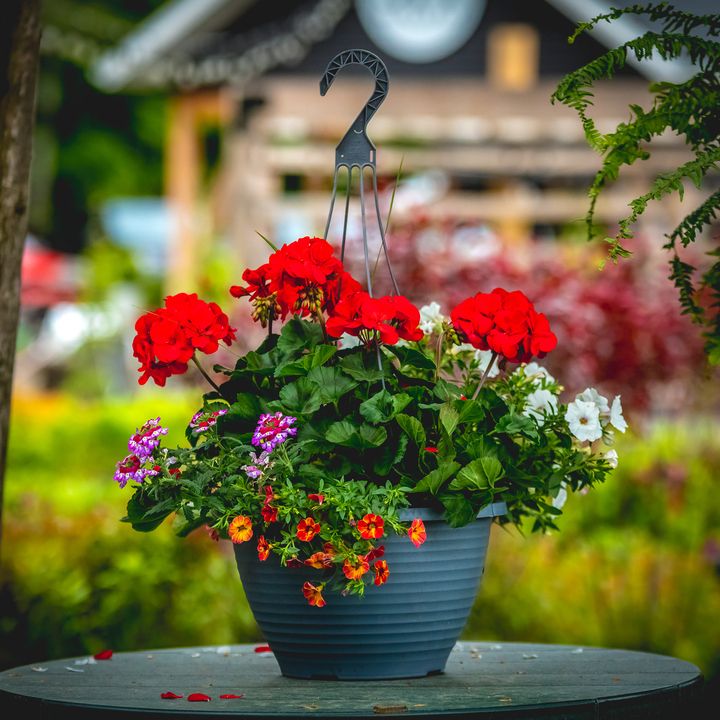 13&quot; Geranium Mix HB
