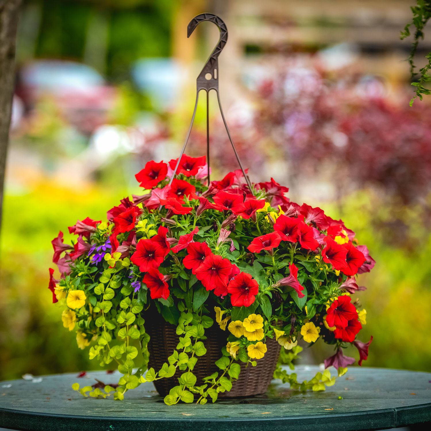 11&quot; HB Petunia Sun Mixes