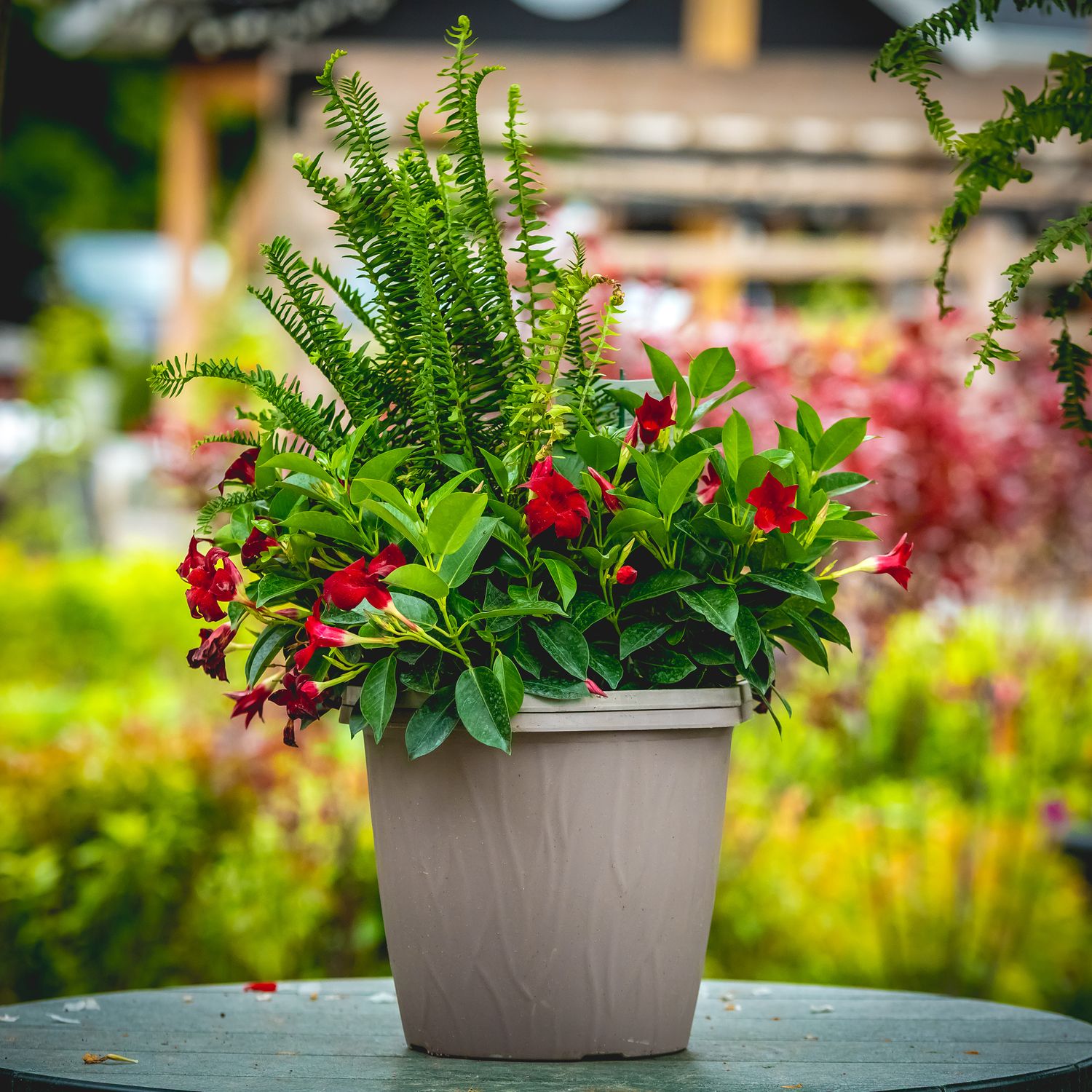 Rio Dipladenia Planter 12&quot; - Red