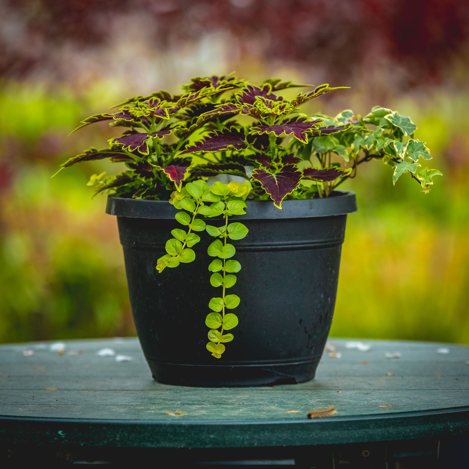 10&quot; Premium Patio Pot - Coleus mix