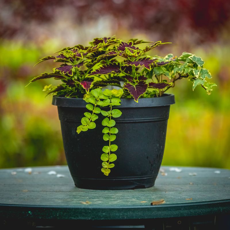 10" Premium Patio Pot - Coleus mix