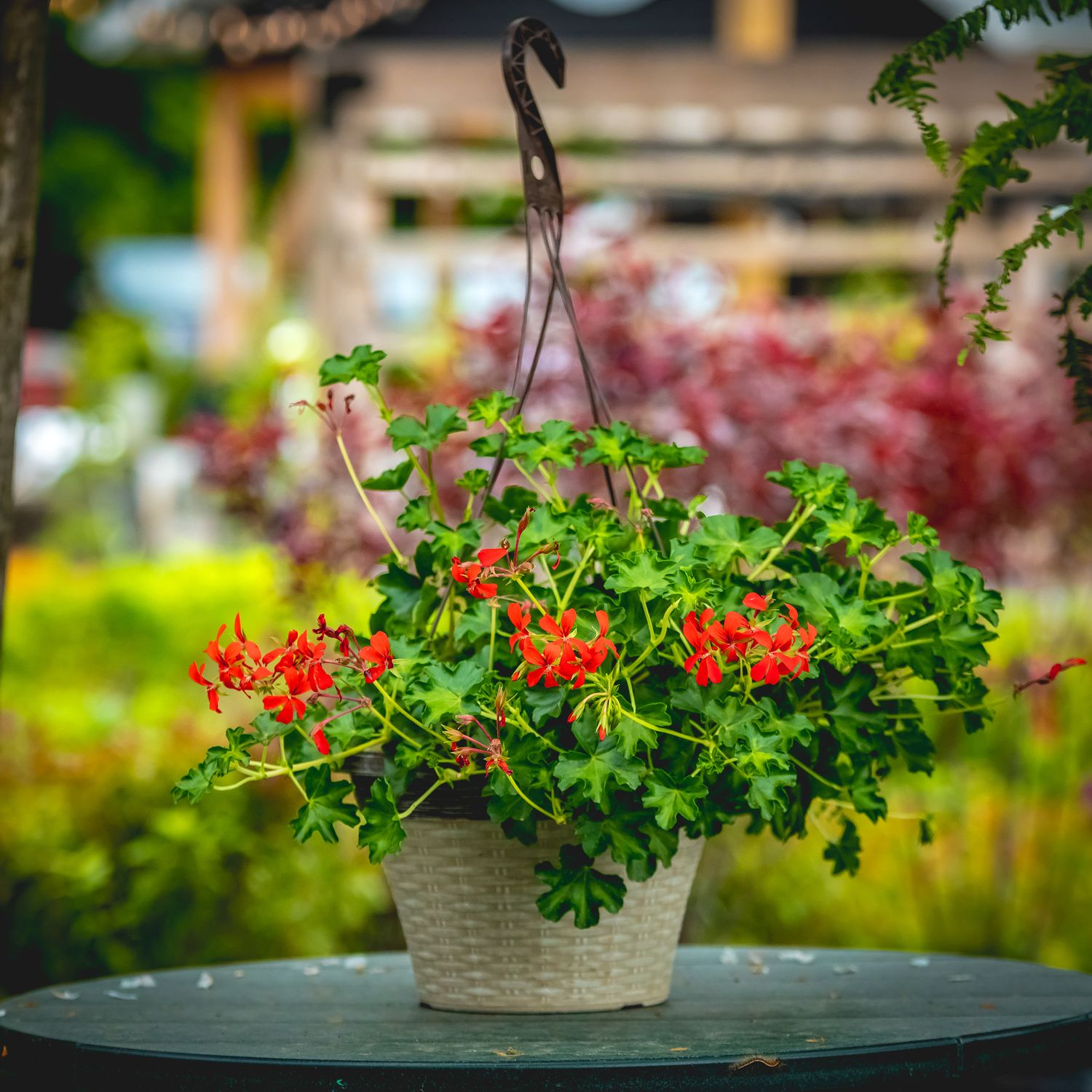 Ivy Geranium - 10&quot; HB Red