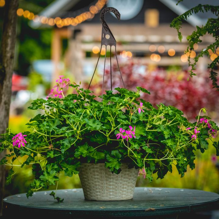 Ivy Geranium - 10&quot; HB Dark Pink