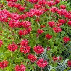 Beebalm &#39;Monarda Gardenview Scarlet&#39; 2 gal