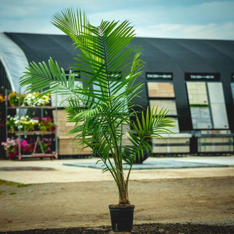 10&quot; Majesty Palm