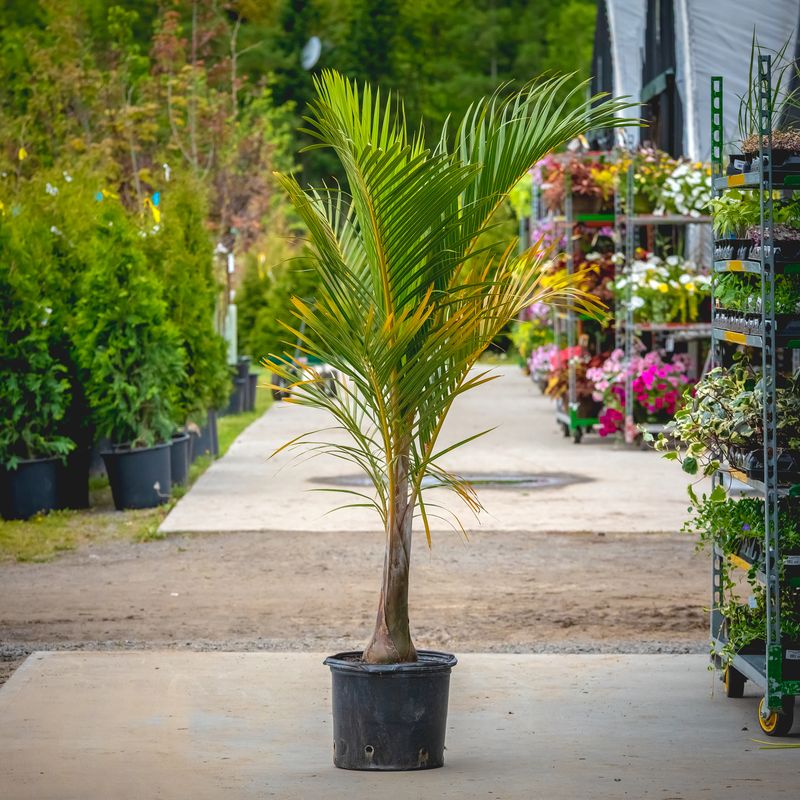 14&quot; Spindle Palm Triple