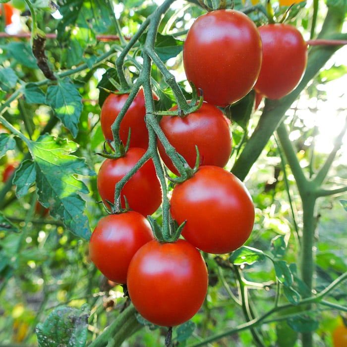 Tomato 1 gal, Variety: Sweet 100