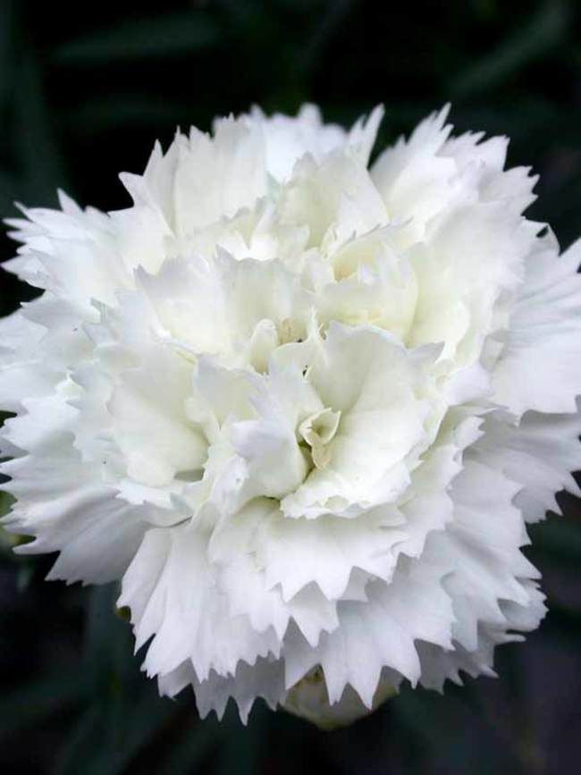 Dianthus &#39;Frosty&#39; 4&quot;