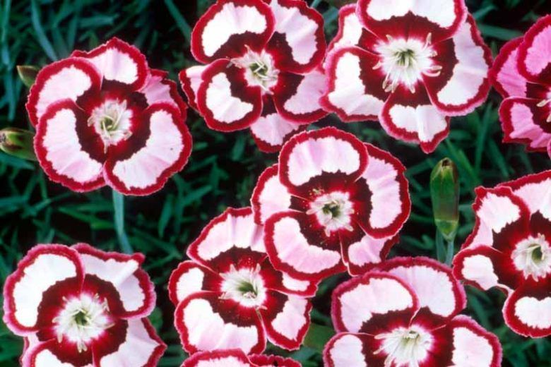 Dianthus &#39;Raspberry Swirl&#39; 4&quot;
