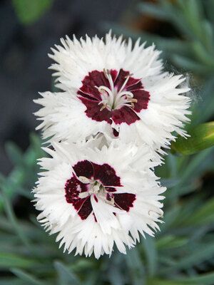 Dianthus &#39;Stargazer&#39; 4&quot;