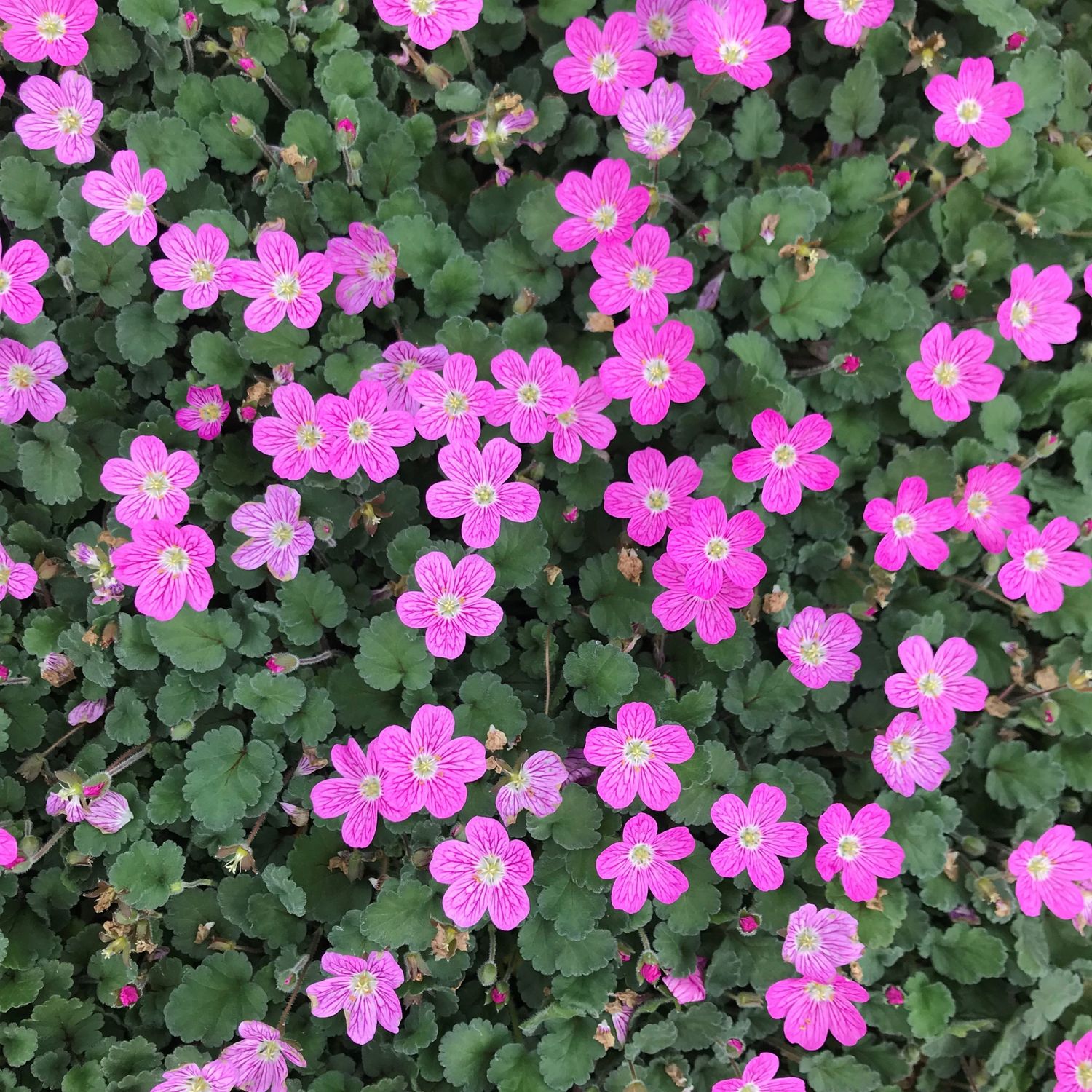 Erodium Bishop&#39;s Form Cranesbill 4&quot;