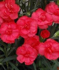 Dianthus &#39;Rosebud&#39; 4&quot;