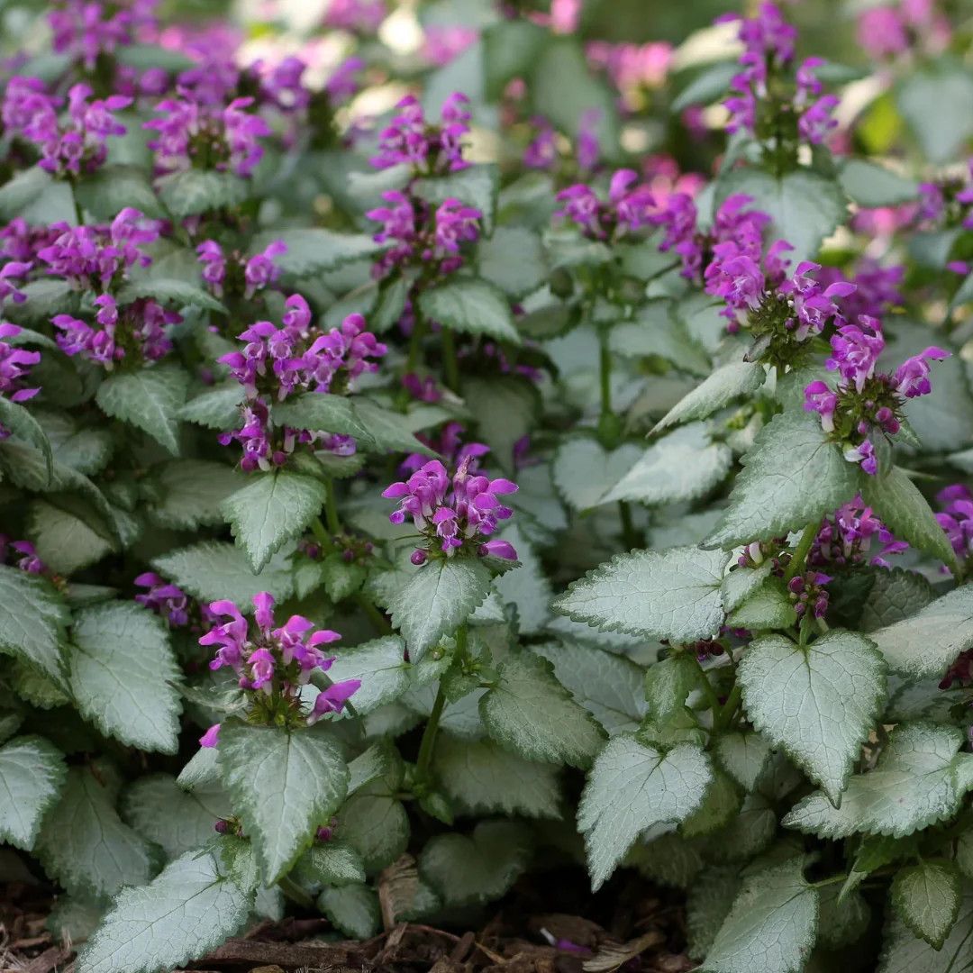 Lamium &#39;Beacon Silver&#39; 4&quot;