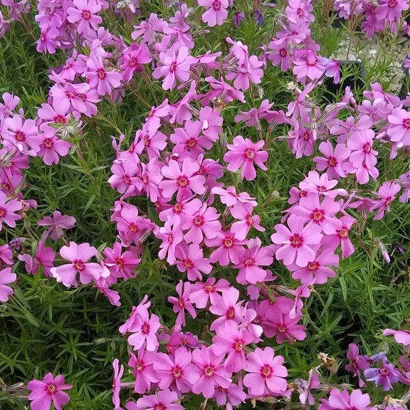 Creeping Phlox &#39;Eye Caramba&#39; 4&quot;