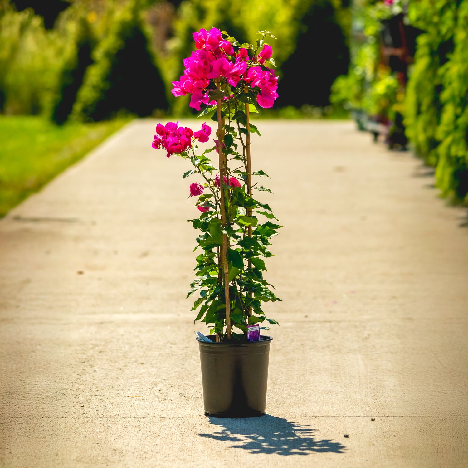 Bougainvillea - Vera Purple 1 gal - trellis