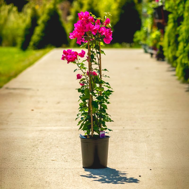 Bougainvillea - Vera Purple 1 gal - trellis