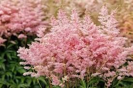 Astilbe &#39;Silvery Pink&#39; 1 gal