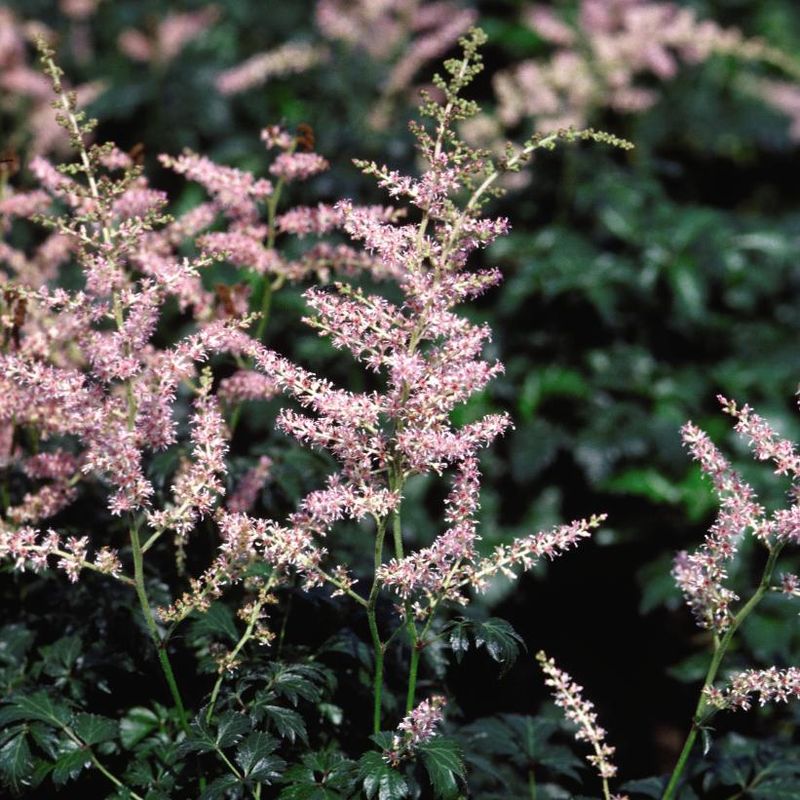 Astilbe &#39;Sprite&#39; 1 gal