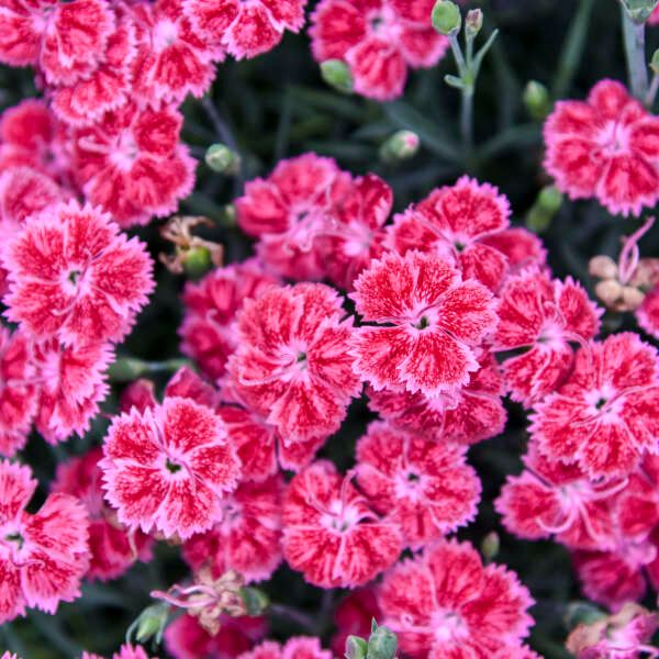 Dianthus &#39;Red Rouge&#39; 1 gal