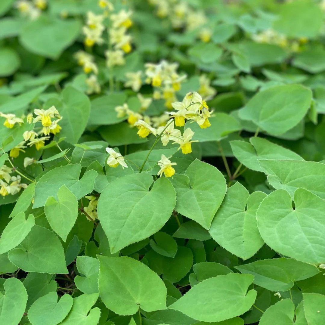 Epimedium &#39;Sulphureum&#39; Barrenwort 1 gal