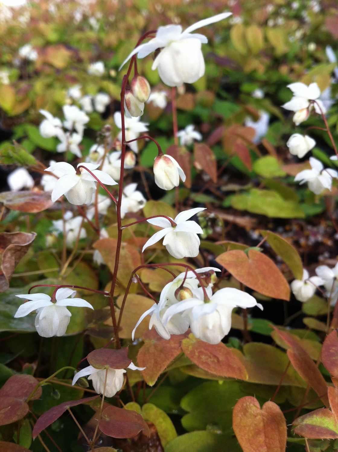 Epimedium &#39;Niveum&#39; Fairywing 1 gal