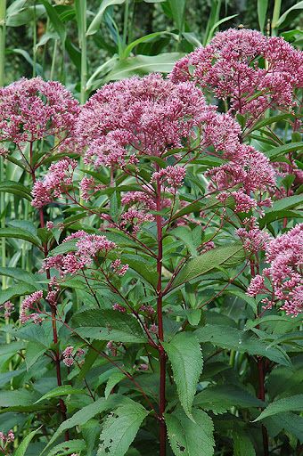 Eupatorium Atropurp. &#39;Joe Pye Weed&#39; 1 gal