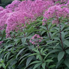 Eupatorium &#39;Gateway&#39; Joe Pye Weed 1 gal