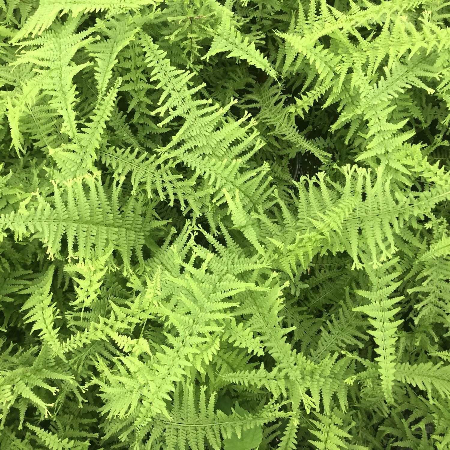 Fern &#39;Lady Victoria&#39; 1 gal