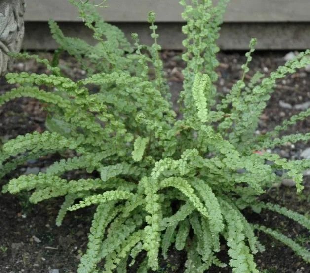 Fern &#39;Frizelliae&#39; (Tatting) 1 gal