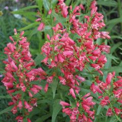 Penstemon &#39;Red Riding Hood&#39; Beardtongue 1 gal