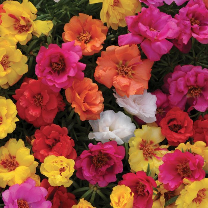 Portulaca &#39;Happy Hour&#39; Assorted 3 cell pack