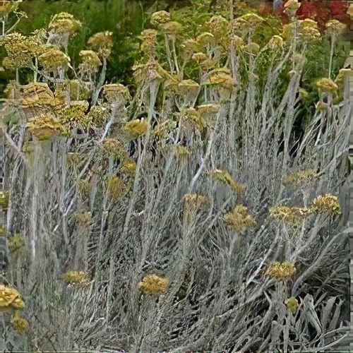 Licorice Plant &#39;White Wonder&#39; 4&quot;