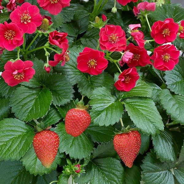 12" HB Strawberry 'Summer Breeze Rose' (EB)