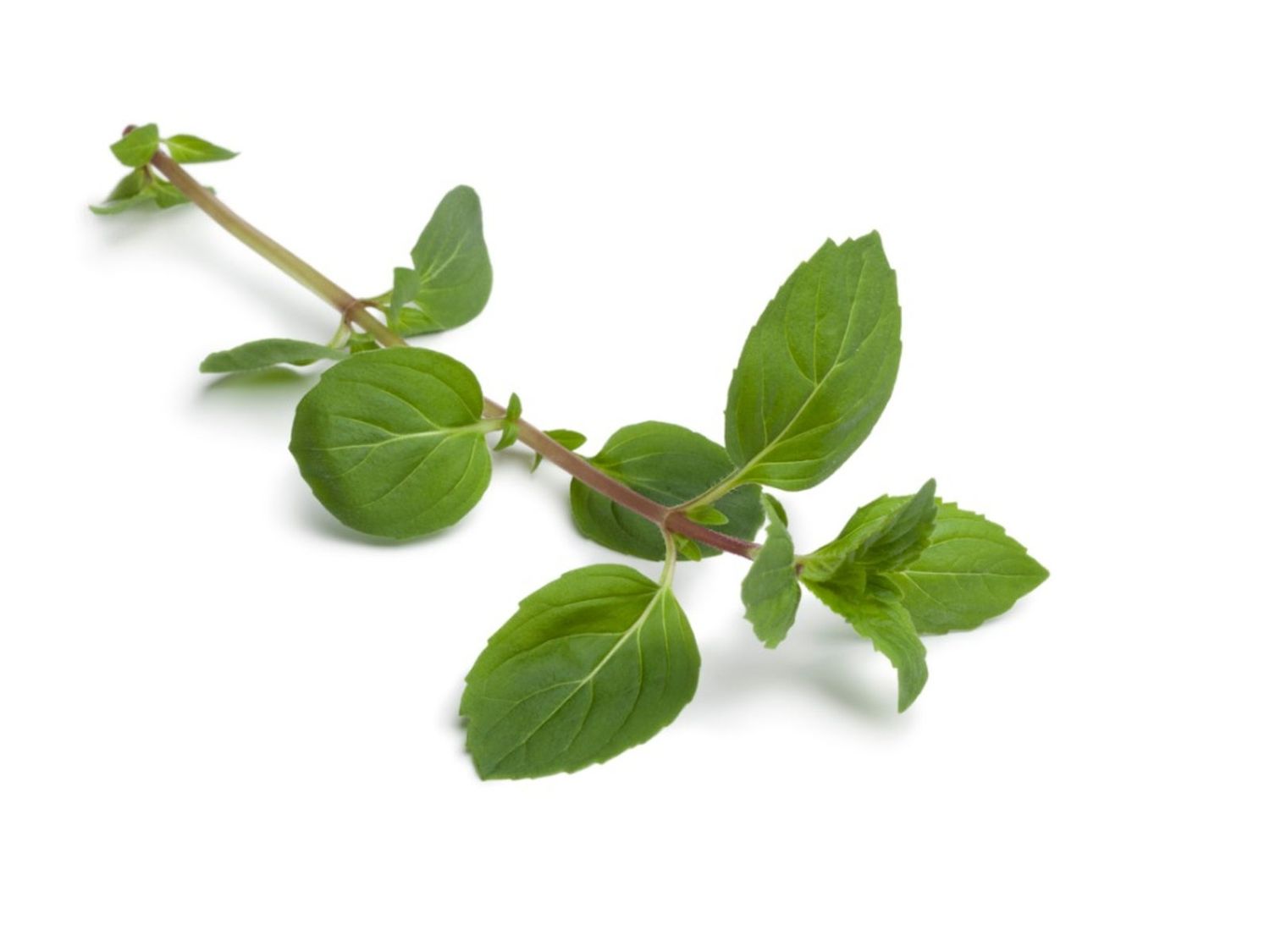 Mint &#39;Ginger&#39; 4&quot;