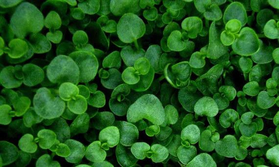 Mint &#39;Mini Coriscan&#39; 4&quot;