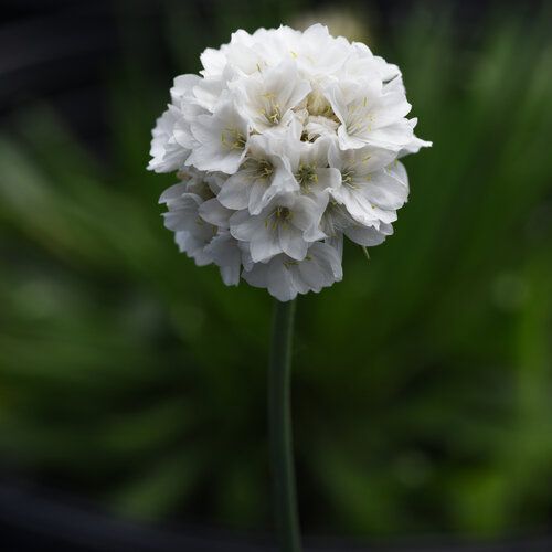 Thrift &#39;Dream Clouds&#39; 1 gal