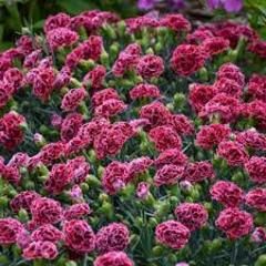 Dianthus &#39;Cherry Vanilla&#39; 1 gal PW