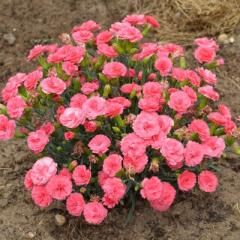 Dianthus &#39;Classic Coral&#39; 1 gal PW