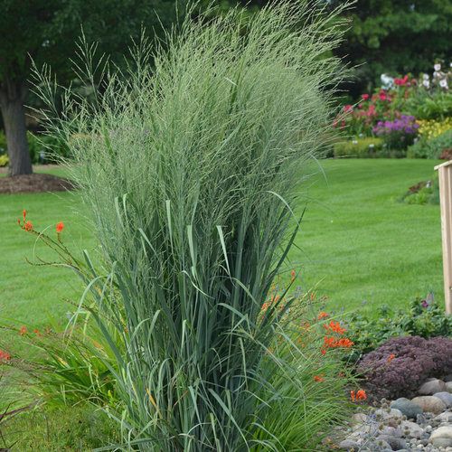 Switch Grass &#39;Panicum Prairie Winds Totem Pole&#39; 5 gal