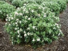 Daphne &#39;Eternal Fragrance&#39; 2 gal