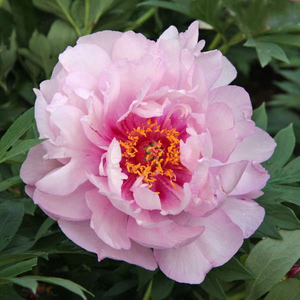 Peony &#39;First Arrival&#39; 3 gal