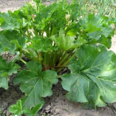 Rhubarb 'Victoria' 2 gal
