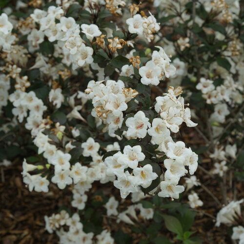 Weigela Wine and Spirits 2 gal PW