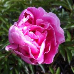 Peony &#39;Sarah Bernhard Pink&#39; 2 gal
