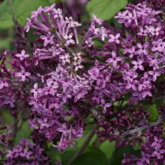 Lilac &#39;Bloomerang Dark Purple&#39; 5 gal