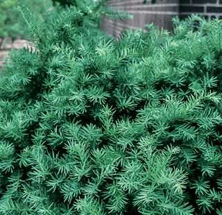 Yew &#39;Densiformis Spreading&#39; - 60 cm 7 gal