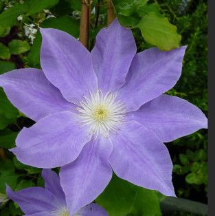 Clematis Combo &#39;Diana&#39;s Delight &amp; Rebecca&#39; - 2 gal
