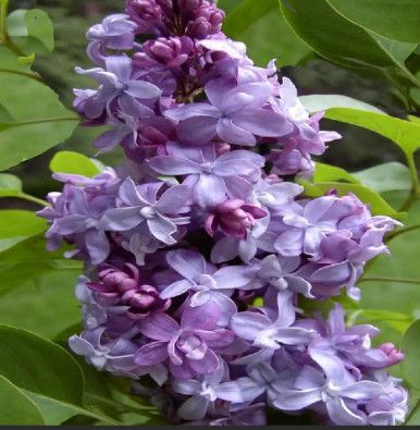French Lilac 'Nadezhda' 10 gal