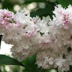 Lilac &#39;Krasvitsa Beauty of Moscow&#39; 7 gal 40&quot;